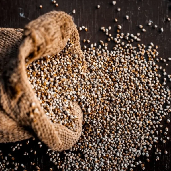 Pearl Millet