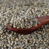 Pearl Millet - Image 2